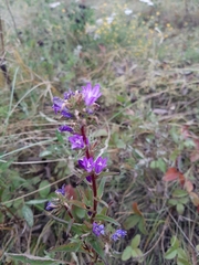 Campanula glomerata