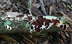 Scytinostroma artocreas