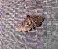 Diathrausta harlequinalis