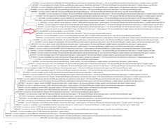 Leccinum flavostipitatum