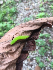 Lepidoptera