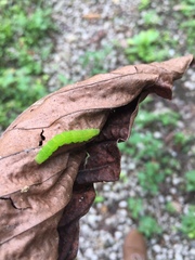 Lepidoptera