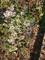 Eurybia radulina