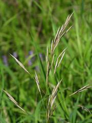Bromus inermis