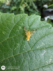Acidia cognata