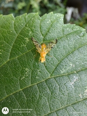 Acidia cognata
