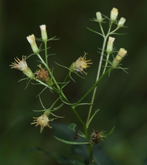 Senecio cacaliaster