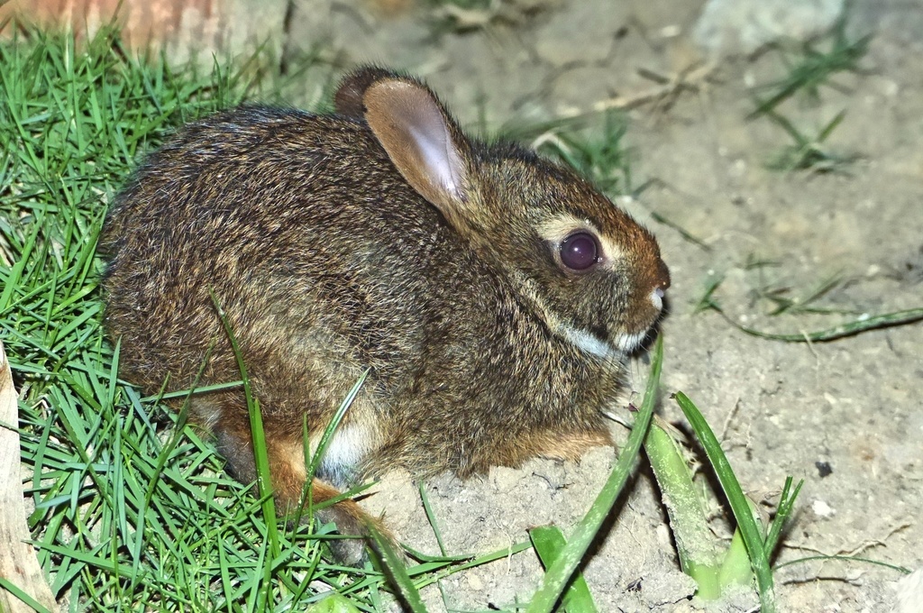 Common Tapeti (Sylvilagus brasiliensis) - Know Your Mammals