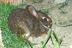 Sylvilagus brasiliensis