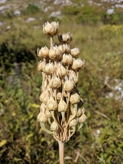 Allium siculum dioscoridis