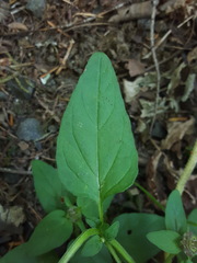 Prunella vulgaris lanceolata