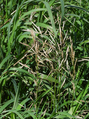 Bromus inermis