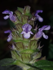 Prunella vulgaris lanceolata
