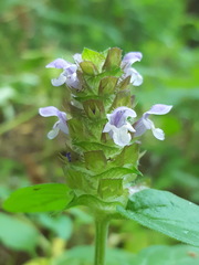 Prunella vulgaris lanceolata