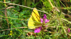 Colias myrmidone
