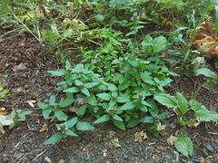 Prunella vulgaris lanceolata