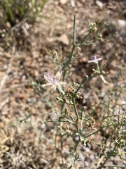 Stephanomeria thurberi