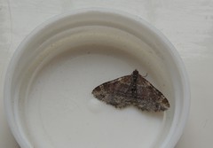 Xanthorhoe spadicearia