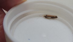 Ypsolopha parenthesella