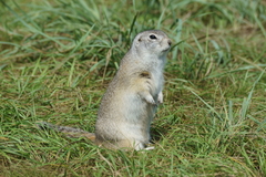 Urocitellus undulatus