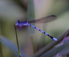 Argia bipunctulata