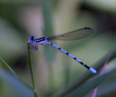 Argia bipunctulata