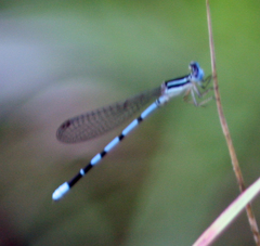 Argia bipunctulata