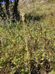 Allium siculum dioscoridis
