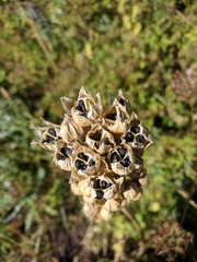 Allium siculum dioscoridis