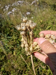 Allium siculum dioscoridis