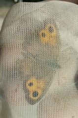 Hyponephele lycaon