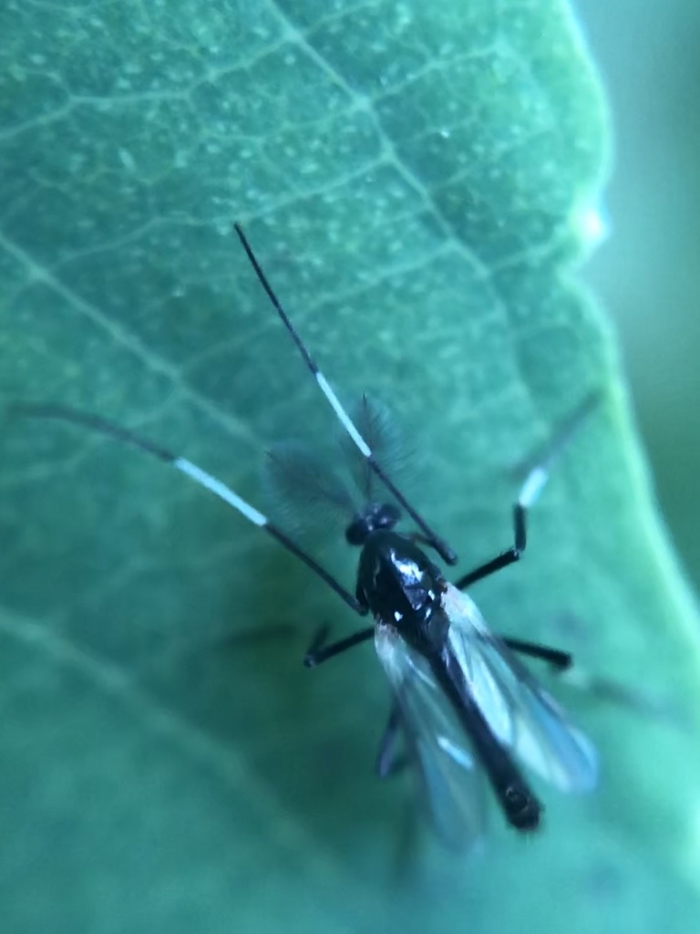 Paratendipes fuscitibia