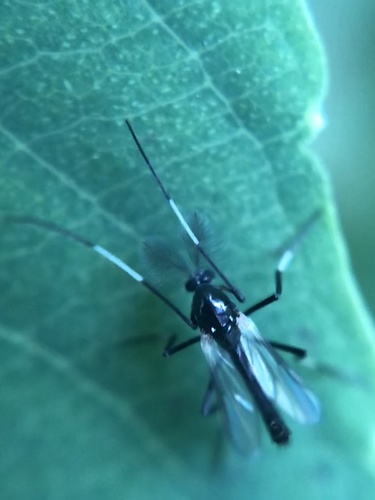 Paratendipes fuscitibia