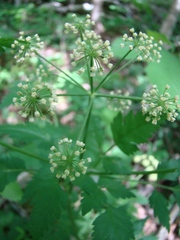Thaspium chapmanii