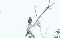 Turdus pilaris