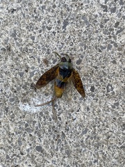 Notonecta maculata