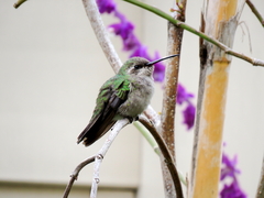 Cynanthus latirostris