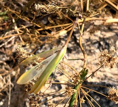 Empusa