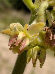 Asclepias obovata