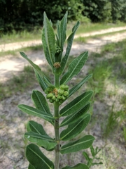 Asclepias obovata