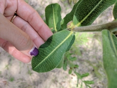Asclepias obovata