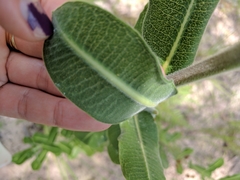 Asclepias obovata