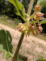 Asclepias obovata