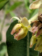 Asclepias obovata