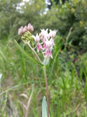 Asclepias rubra