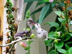 Cynanthus latirostris