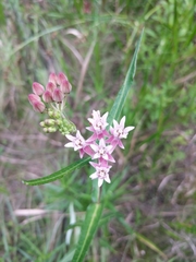Asclepias rubra