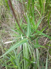 Asclepias rubra