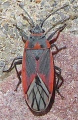 Melacoryphus nigrinervis