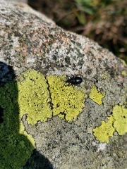 Otiorhynchus nodosus